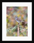 White-throated Sparrow by Anonymous