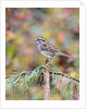 White-throated Sparrow by Anonymous