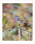 White-throated Sparrow by Anonymous