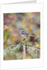 White-throated Sparrow by Anonymous
