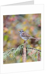 White-throated Sparrow by Anonymous
