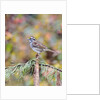 White-throated Sparrow by Anonymous