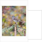 White-throated Sparrow by Anonymous