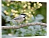 Carolina Chickadee by Anonymous