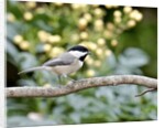 Carolina Chickadee by Anonymous