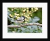 Carolina Chickadee by Anonymous