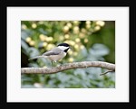 Carolina Chickadee by Anonymous