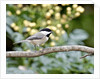 Carolina Chickadee by Anonymous