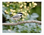 Carolina Chickadee by Anonymous