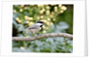 Carolina Chickadee by Anonymous