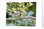 Carolina Chickadee by Anonymous
