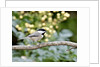 Carolina Chickadee by Anonymous