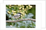 Carolina Chickadee by Anonymous