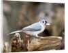 Tufted-Titmouse by Anonymous