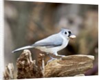 Tufted-Titmouse by Anonymous