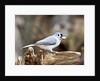 Tufted-Titmouse by Anonymous