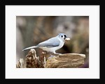 Tufted-Titmouse by Anonymous