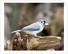 Tufted-Titmouse by Anonymous