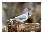 Tufted-Titmouse by Anonymous