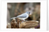 Tufted-Titmouse by Anonymous