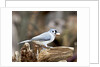 Tufted-Titmouse by Anonymous