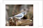 Tufted-Titmouse by Anonymous