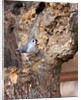 Tufted-Titmouse by Anonymous
