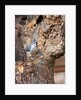 Tufted-Titmouse by Anonymous