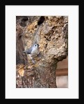 Tufted-Titmouse by Anonymous