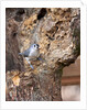 Tufted-Titmouse by Anonymous