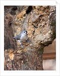 Tufted-Titmouse by Anonymous