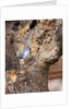 Tufted-Titmouse by Anonymous
