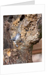 Tufted-Titmouse by Anonymous