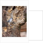 Tufted-Titmouse by Anonymous
