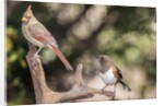 Northern Cardinal & Rufous Towhee (female) by Anonymous