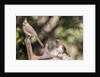 Northern Cardinal & Rufous Towhee (female) by Anonymous