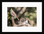 Northern Cardinal & Rufous Towhee (female) by Anonymous