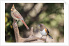Northern Cardinal & Rufous Towhee (female) by Anonymous