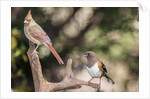 Northern Cardinal & Rufous Towhee (female) by Anonymous