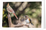 Northern Cardinal & Rufous Towhee (female) by Anonymous