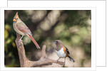 Northern Cardinal & Rufous Towhee (female) by Anonymous