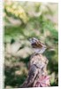 White-throated Sparrow by Anonymous