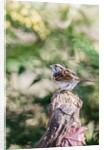 White-throated Sparrow by Anonymous