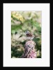 White-throated Sparrow by Anonymous