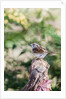 White-throated Sparrow by Anonymous