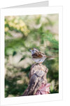 White-throated Sparrow by Anonymous