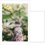 White-throated Sparrow by Anonymous