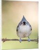 Tufted Titmouse by Anonymous