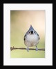 Tufted Titmouse by Anonymous