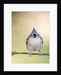 Tufted Titmouse by Anonymous